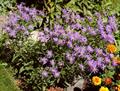 Aster amellus